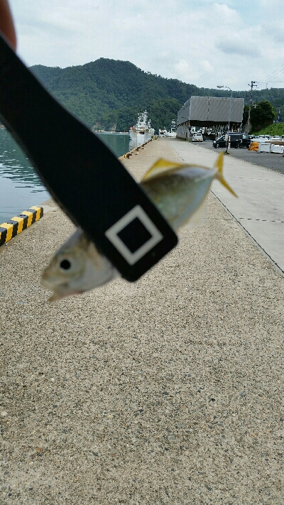 香住アジング遠征No2