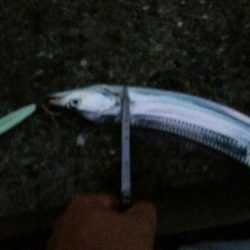 連日好釣のタチウオ