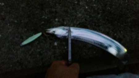 連日好釣のタチウオ