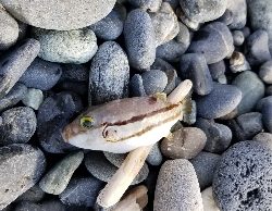 ちょっと残念なカワハギ釣り