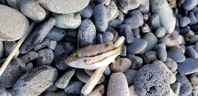 ちょっと残念なカワハギ釣り