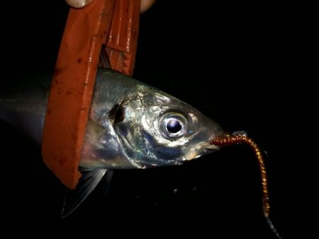 雨でもアジング