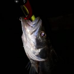 サバのなかのシーバス