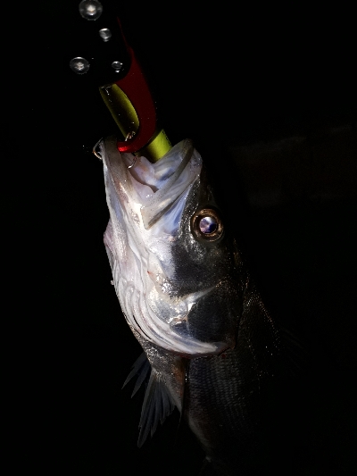 サバのなかのシーバス