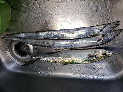 今シーズン初タチウオ釣行