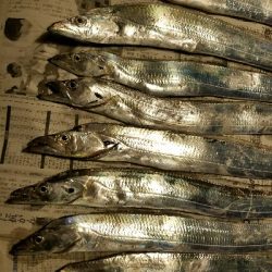 太刀魚釣り ~久し振りに満足~