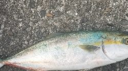 太刀魚指4本とハマチ4匹