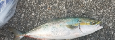 太刀魚指4本とハマチ4匹