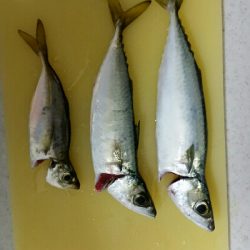 舞洲ショアジギング