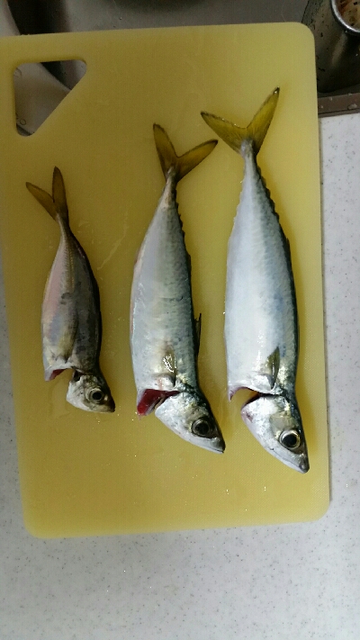 舞洲ショアジギング