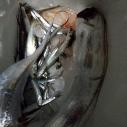 太刀魚釣り　～台風の影響？ 渋い～