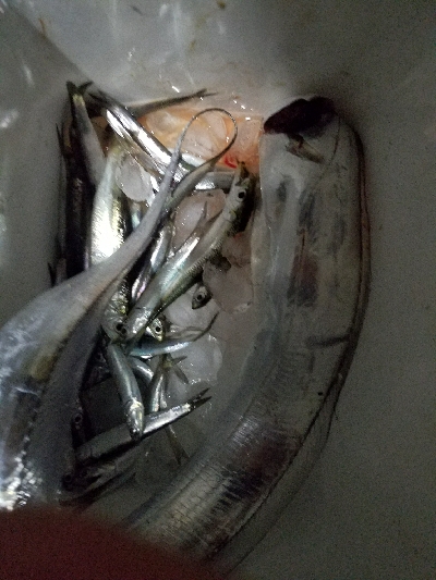 太刀魚釣り　～台風の影響？ 渋い～