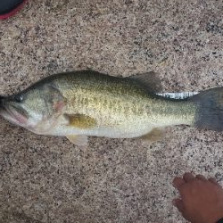 3カ月ぶりに琵琶湖