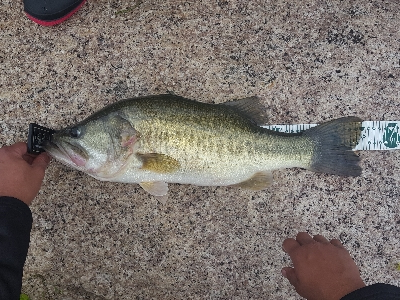 3カ月ぶりに琵琶湖