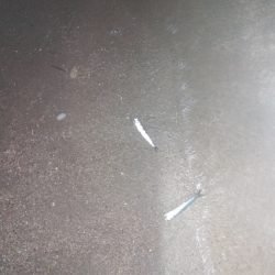 サーフタチウオ