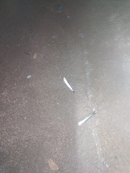 サーフタチウオ