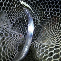 鯖の後は太刀魚