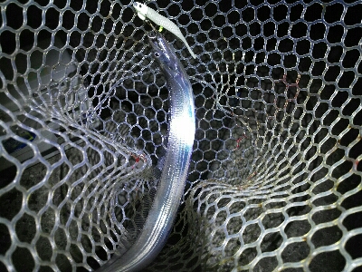 鯖の後は太刀魚