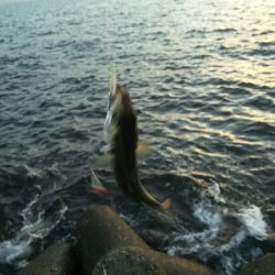 太刀魚はどこ？