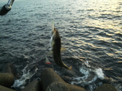 太刀魚はどこ？