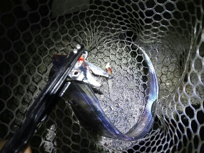 時合い長く10匹