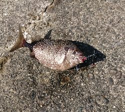 アジング&エサ釣り