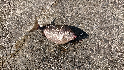 アジング&エサ釣り