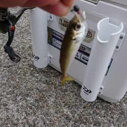 ULSJ&アジング&エギング