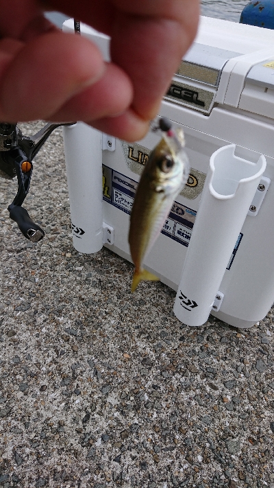 ULSJ&アジング&エギン…