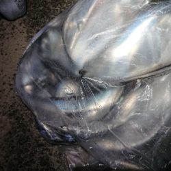 大爆釣！小刀狩り