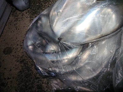 大爆釣！小刀狩り