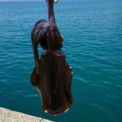 エギングでアオリイカ