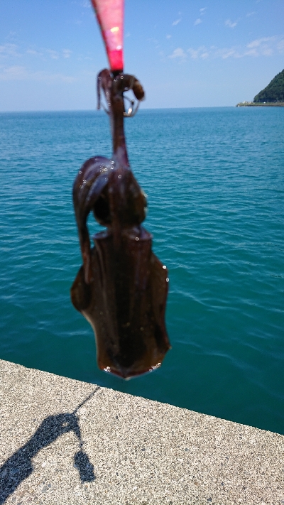 エギングでアオリイカ