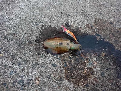 旅行合間釣行！！