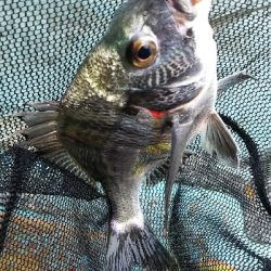 久美浜 西中渡船