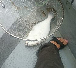 初めてのオフショアヒラメポンポン