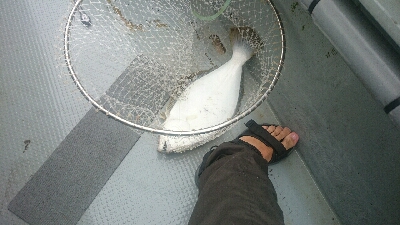 初めてのオフショアヒラメポンポン