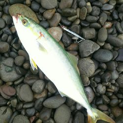 朝マズメの青物