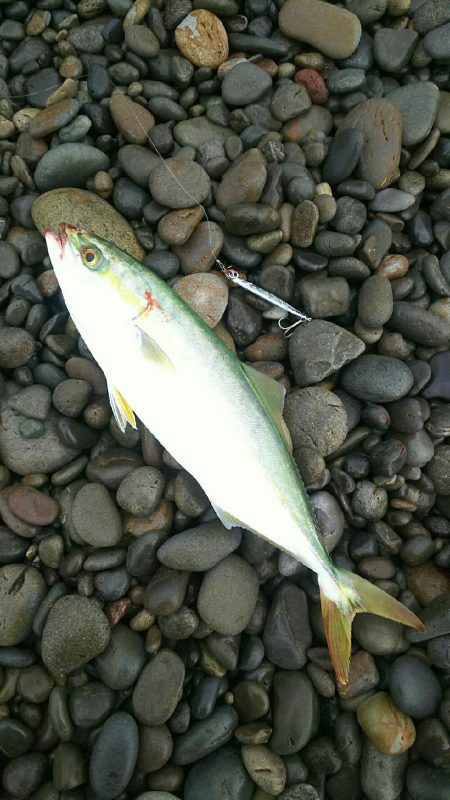 朝マズメの青物