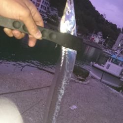 初タチウオ ワインド