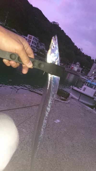 初タチウオ ワインド