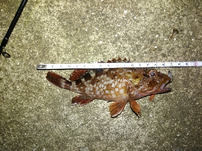 ズル引きライトゲーム