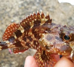 ボートがダメなら沖堤防！