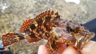 ボートがダメなら沖堤防！