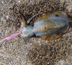 エギング釣行その30