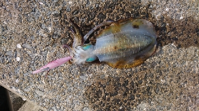 エギング釣行その30