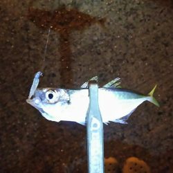 復活のアラバマン!