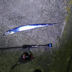 2日連続のアジング