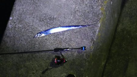 2日連続のアジング