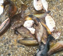 カワハギ食用サイズ